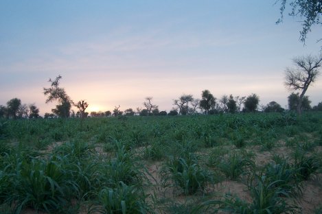 La brousse saheliana