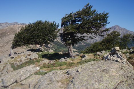 Larici sul Colle di San Pietro