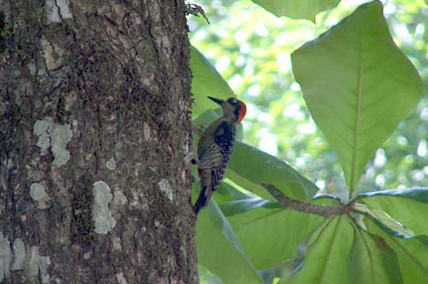 Black Cheecked Woodpecker
