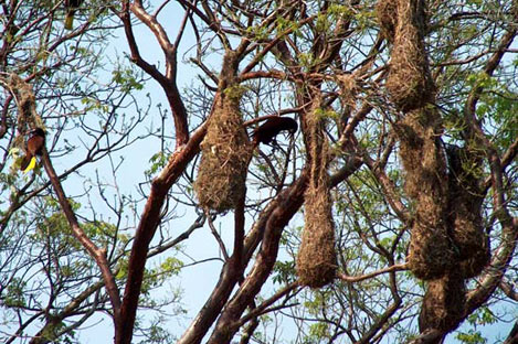 Montezuma Oropendola
