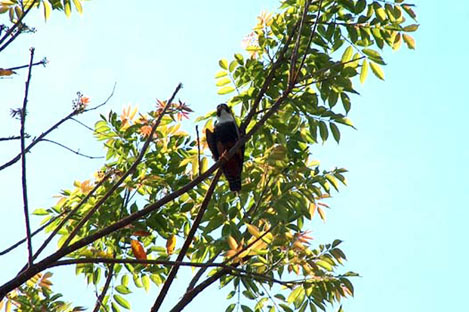 Bat Falcon