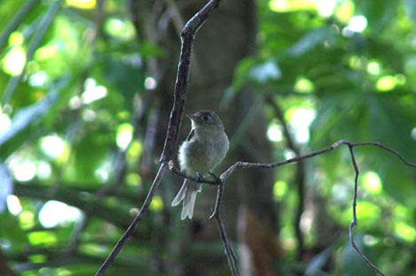 Northern Beardless Tyrannulet (?)