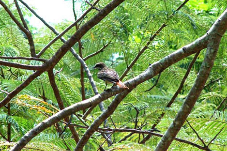 Streaked Flycatcher