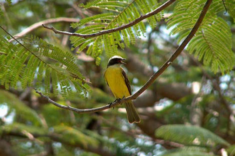 Social Flycatcher