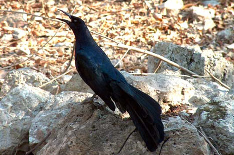 Great-tailed Grackle