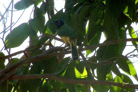 Green Jay