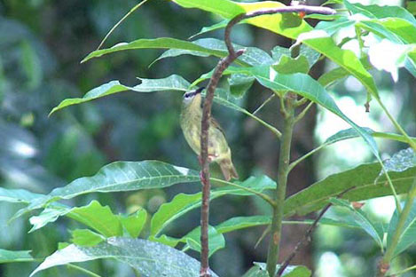 Red-Legged Honeycreeper, female