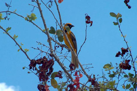 Orange Oriole