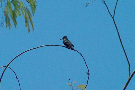 Ruby-Thorated Hummigbird female (?)