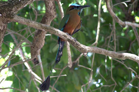 Turquoise Brewed Motmot
