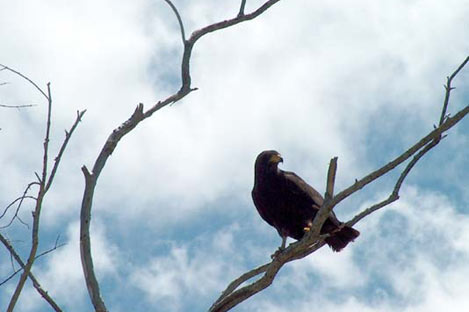 Solitary Eagle