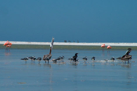 Greater Flamingos, Pelicans, Cormorans