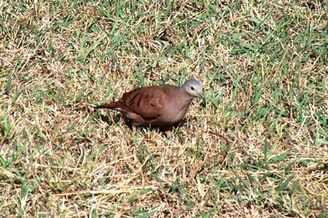 Ruddy Ground Dove