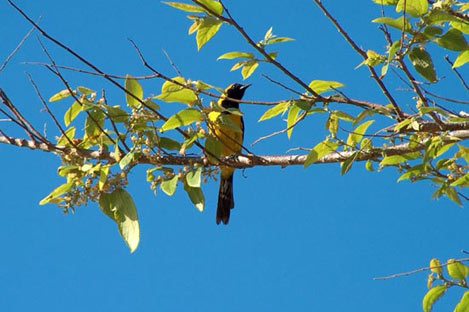 Yellow-Backed Oriole