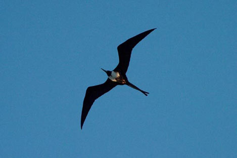 Magnificent Frigatebird, female