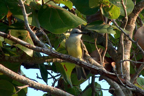 Tropical Kingbird