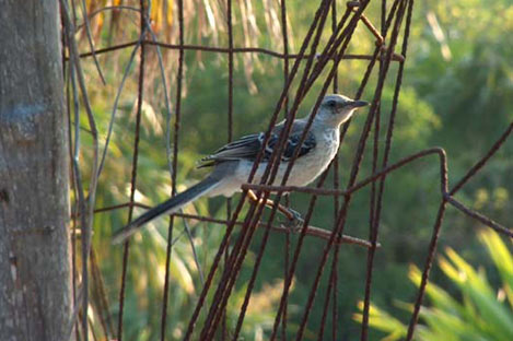 Tropical Mockingbird