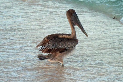 Brown Pelican