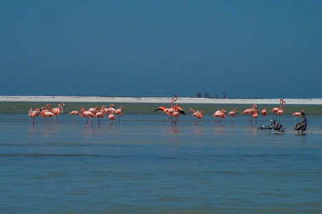Greater Flamingos