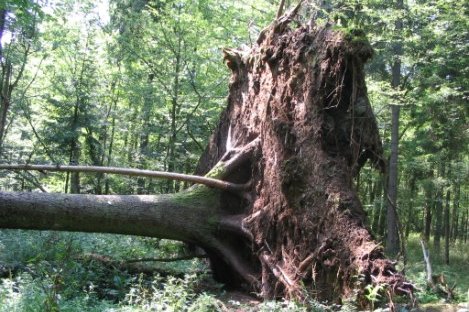 Bialowieza
