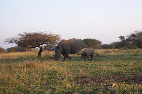 Hululwe-Umfolozi National Park