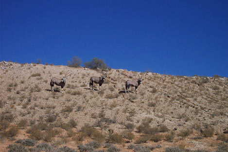 Kgalagadi National Park