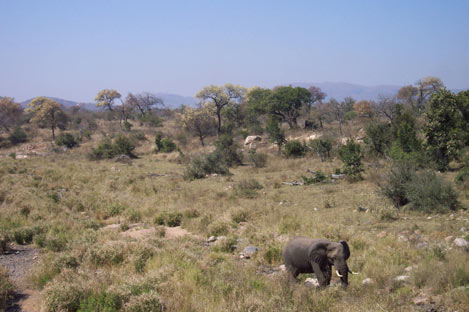 Kruger National Park (2° giorno)