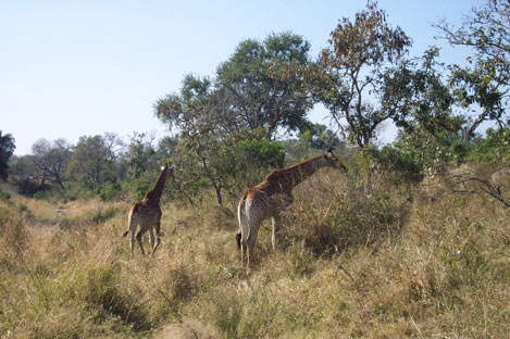 Kruger National Park (3° giorno)